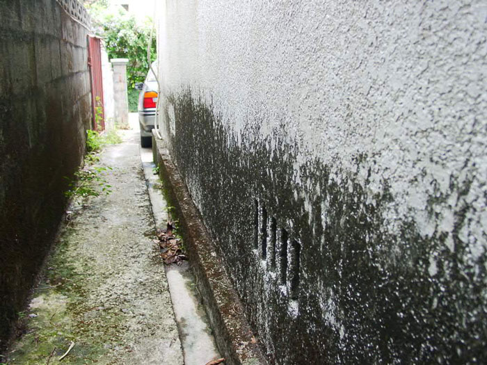 藻やコケ、外壁の汚れ